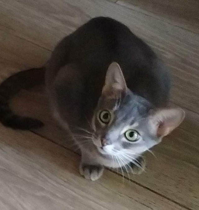 А это мой котан к котовторнику