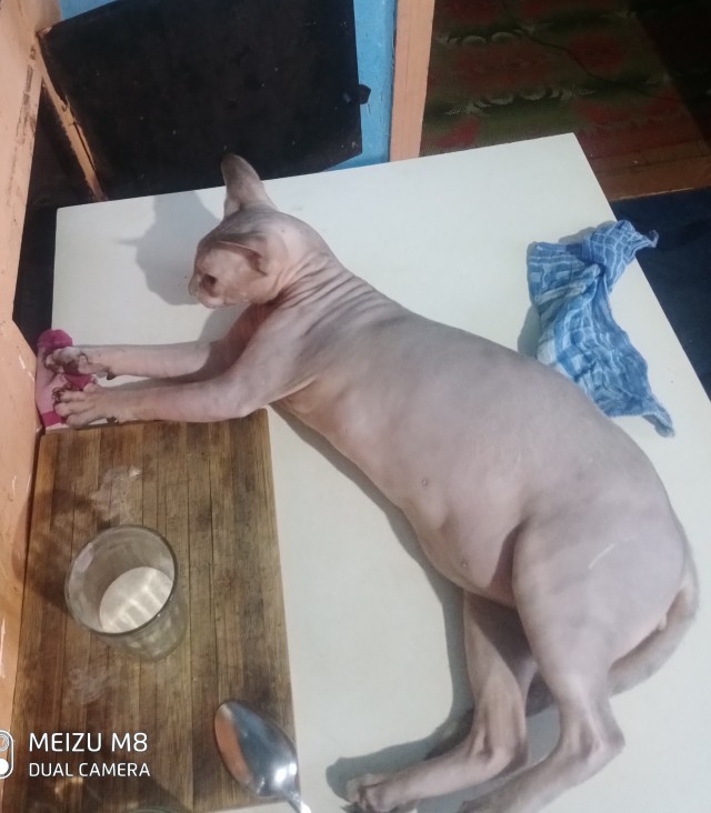Моих ушанов вам покажу
