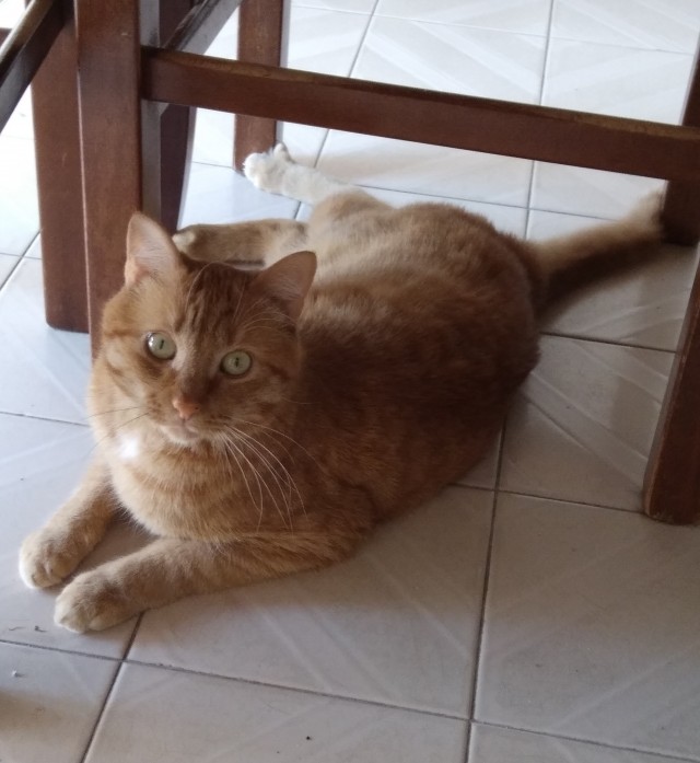 А у нас сегодня кошка родила вчера котят