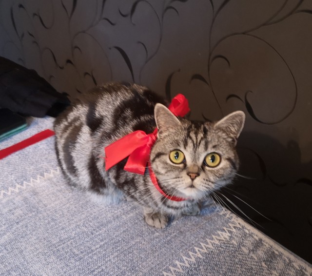 Ура! Котовторник.