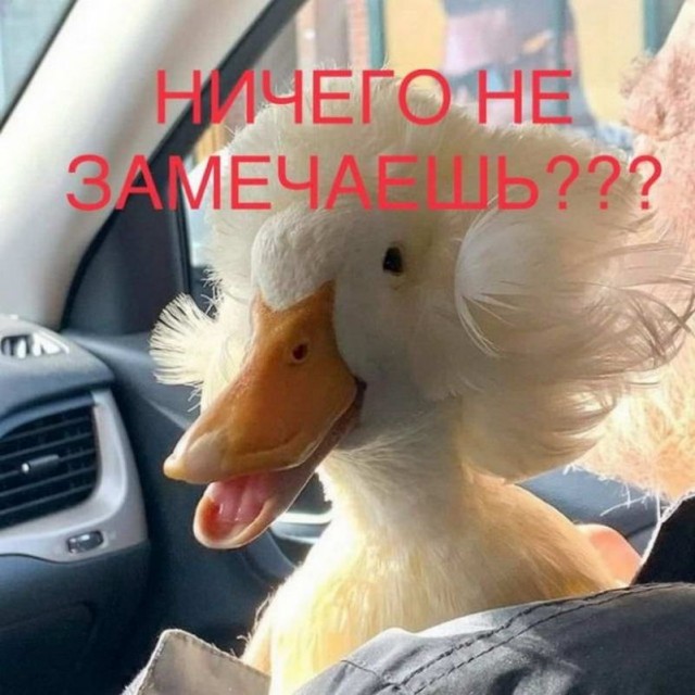 Картинки и мемы. Выходные близко...