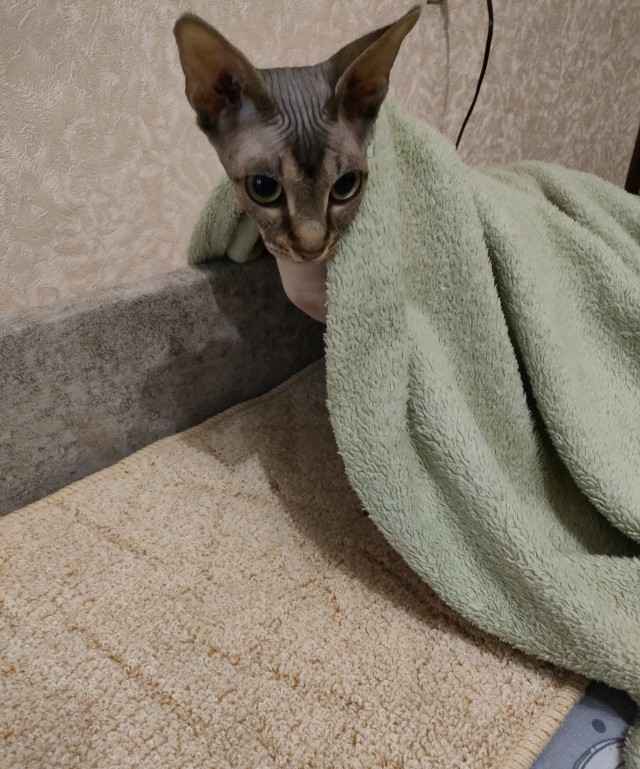 С Котовторником вас! Зовут Чеса!