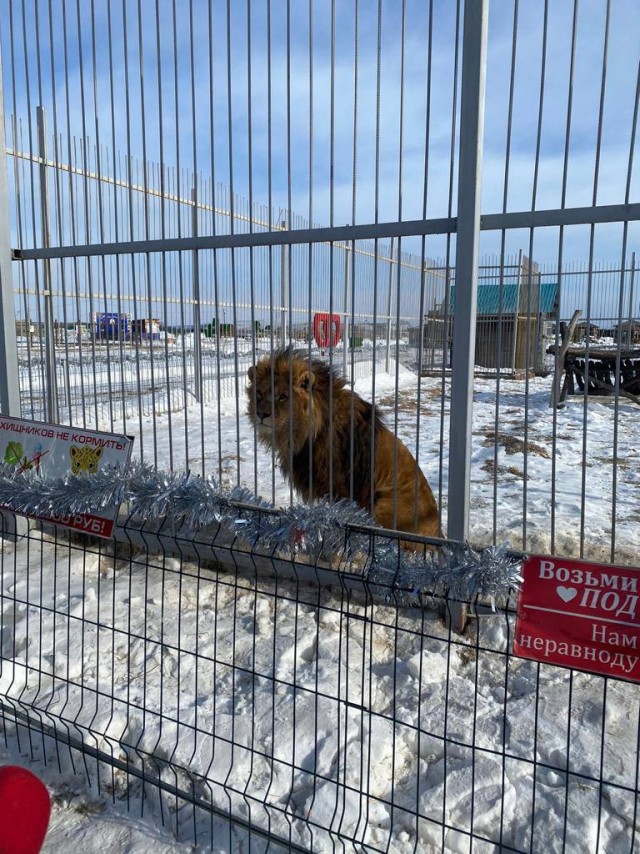 «Животное не виновато». В Госдуме вступилась за льва, напавшего на пьяную посетительницу зоопарка под Уссурийском