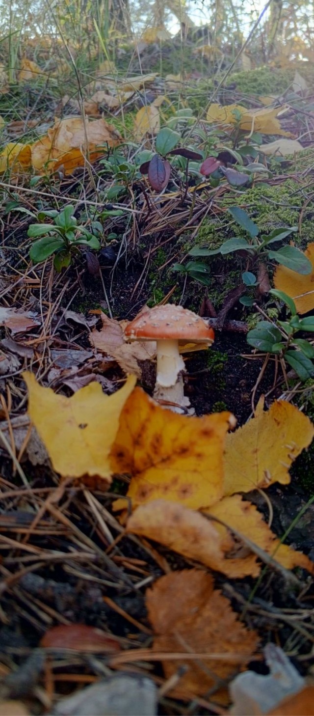 Природа. Урал
