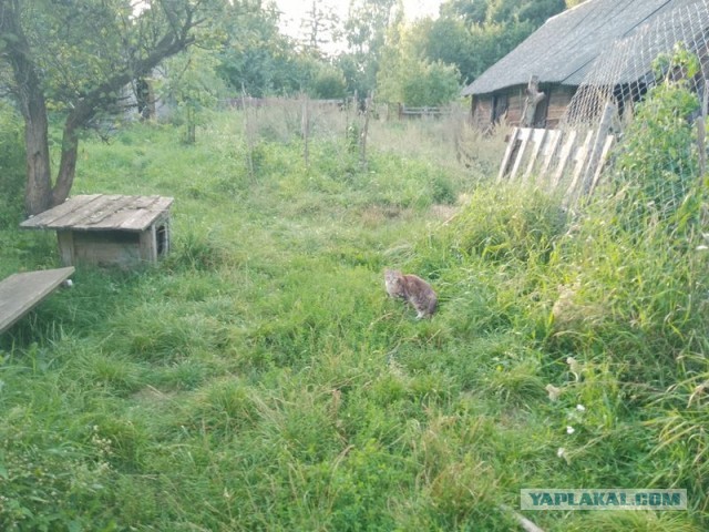 Жизнь домашнего приюта для котеек 508