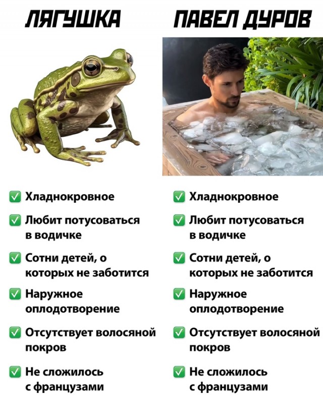 Весёлый полтишок 27.08.24