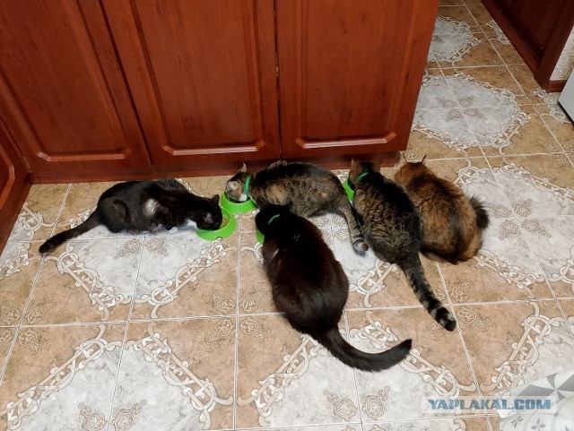 История одного котенка