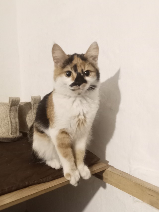 Котовторник.Наши модели