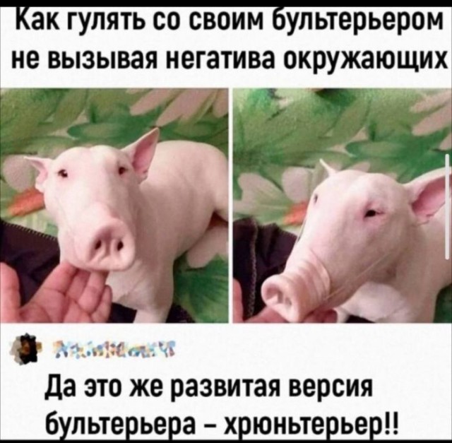Картинки для деградации 59 (разной степени свежести)