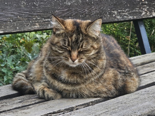 К котовторнику