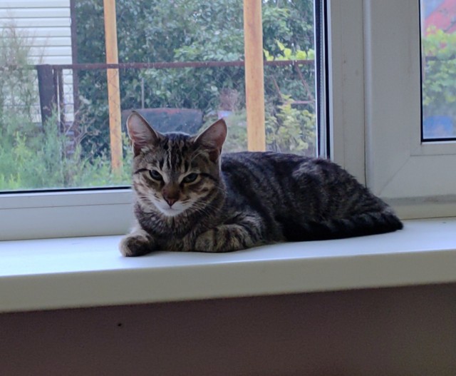 Про кота.