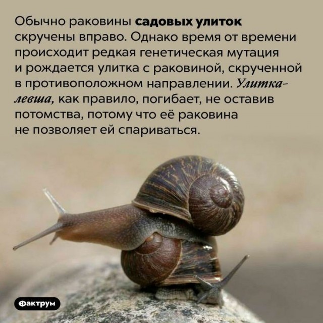 Куча мала 15, последняя