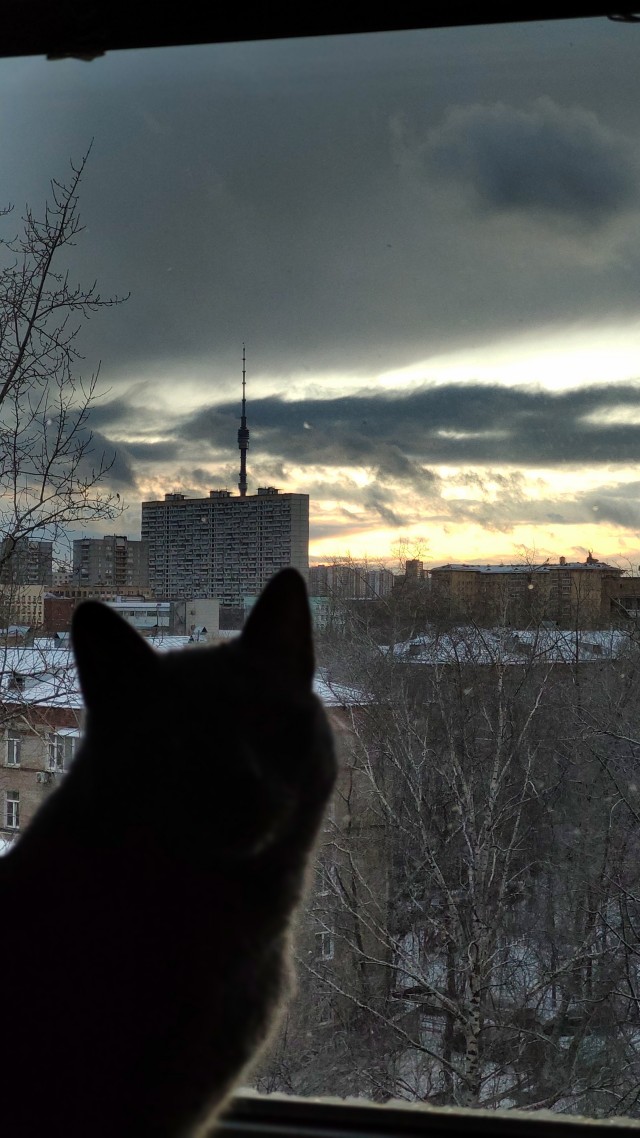 Говорят, у котов 9 жизней