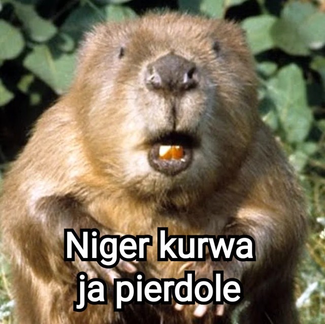 О курва бобер!