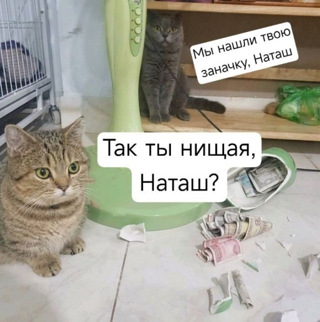 Картинки для деградации 229 (разной степени свежести)