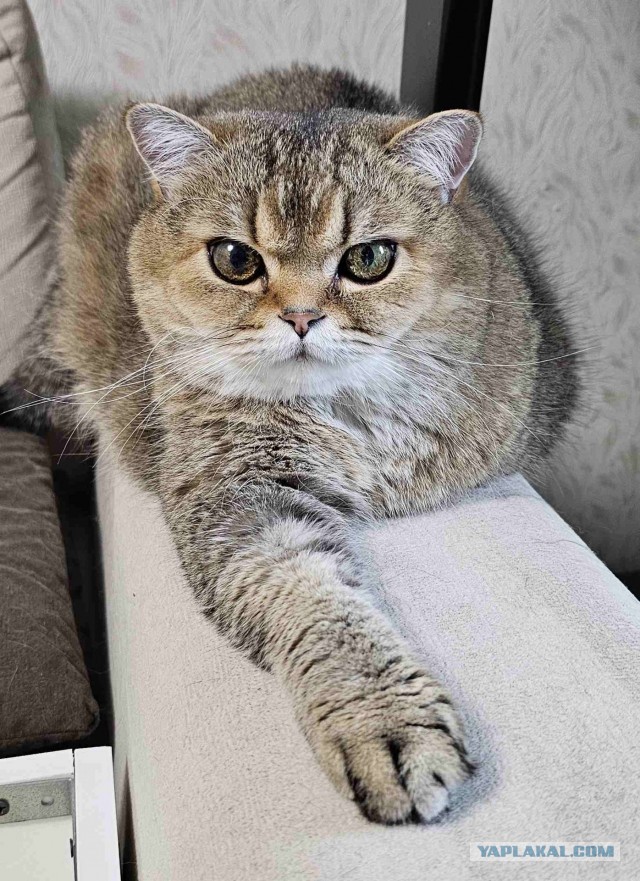 К - котовторник. Б - брутальность.
