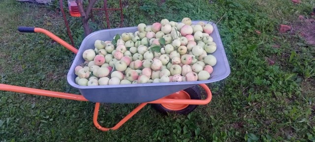 Яблочко от яблони