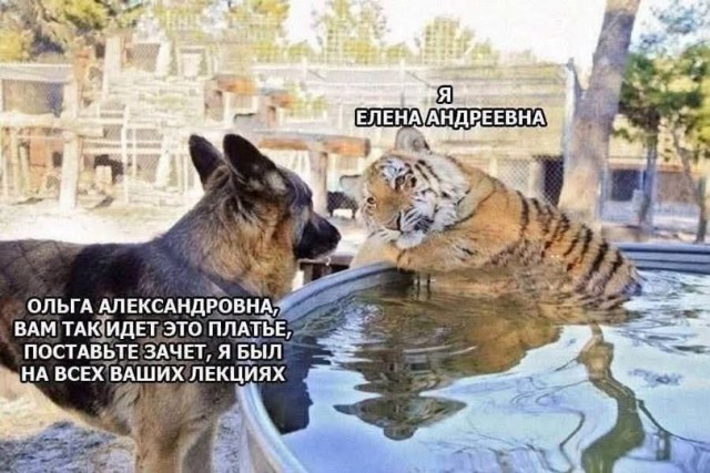 Картинки для деградации 300