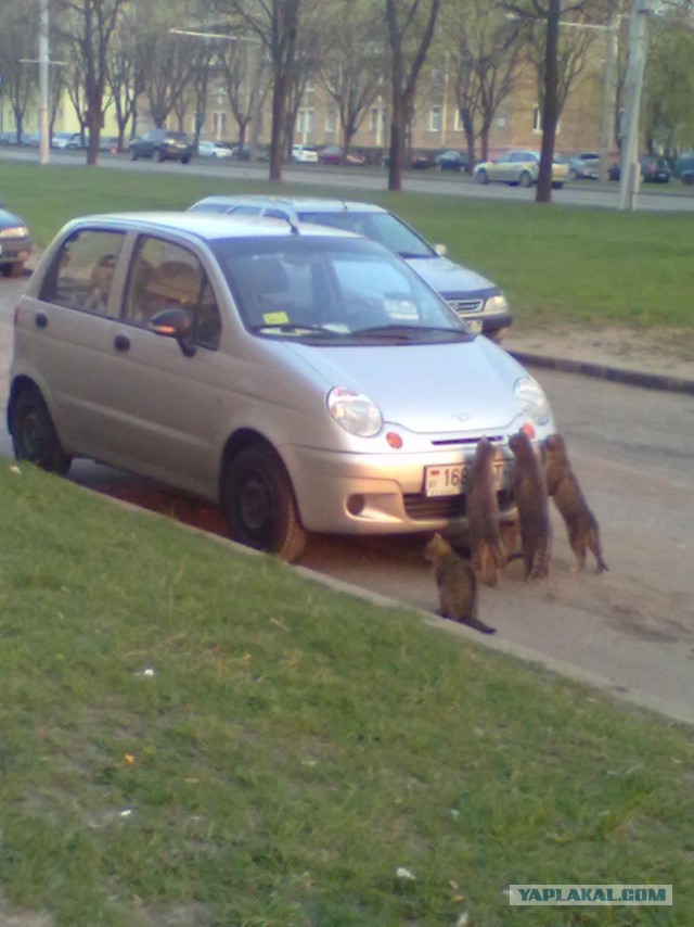 Выхожу с работы, а там...