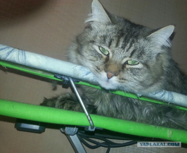 С Котовторником!