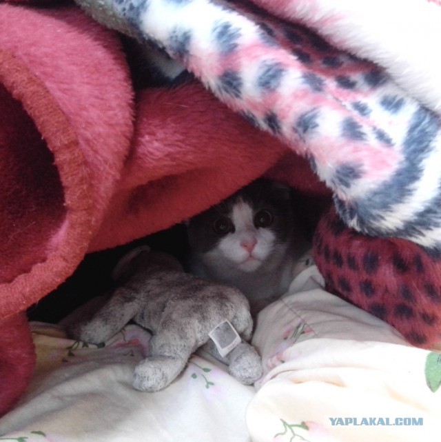 Котовторник  08.07.2014
