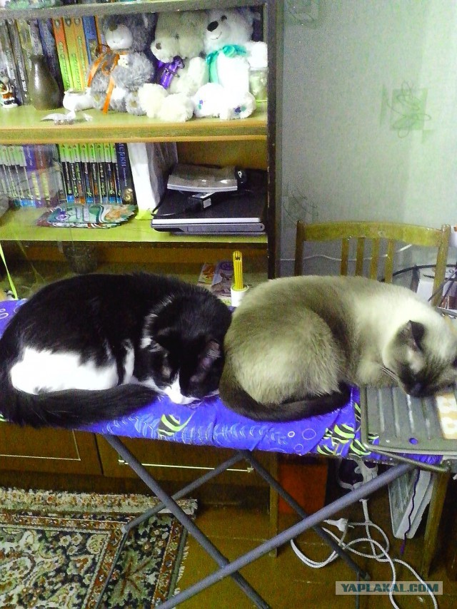 Котовторник 18.11.2014