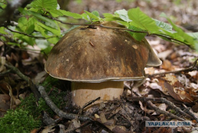 Вспомним лето! Вылазка за грибами.