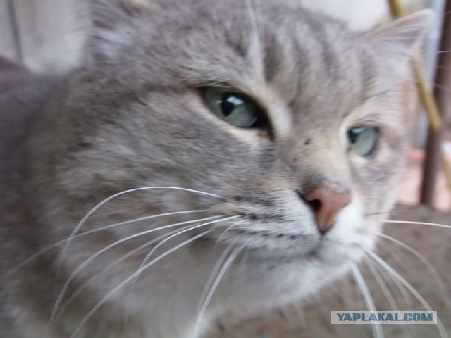 Котовторник