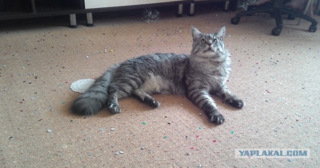Котовторник
