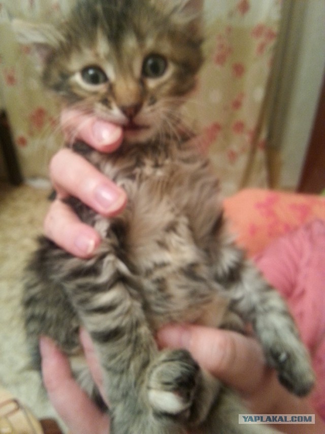 Спасение котеек