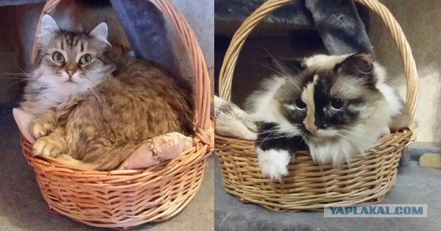 Котовторник