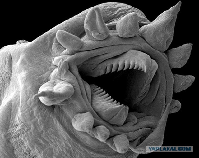 Мир в миллиметре