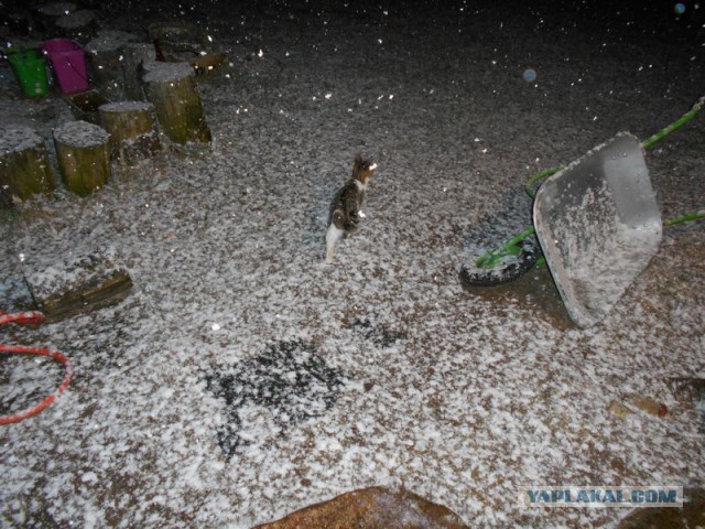 Жизнь домашнего приюта для котеек 108