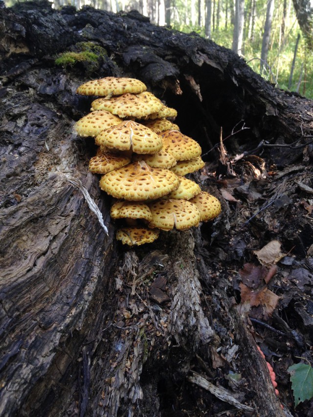 Тайги обожания пост