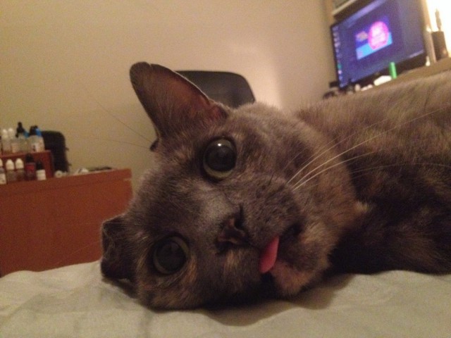 Коты и Кошки