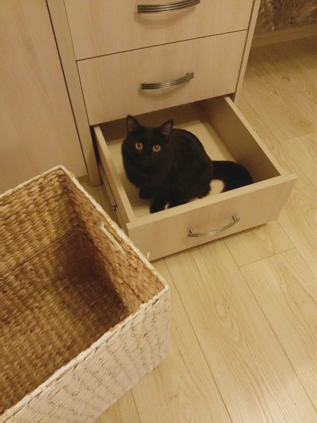 Кот играет в прятки