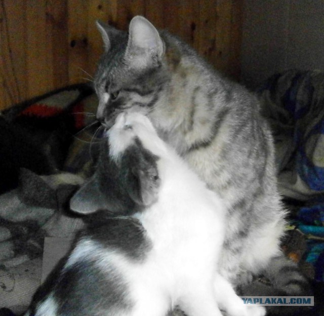 Котовторник 9.01.2018