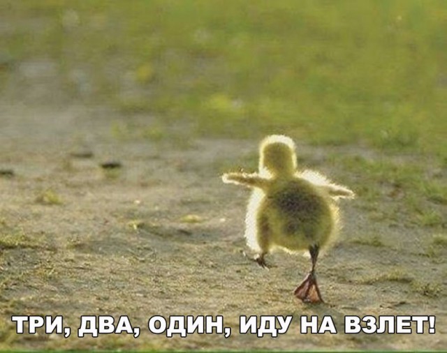 Живность из сети