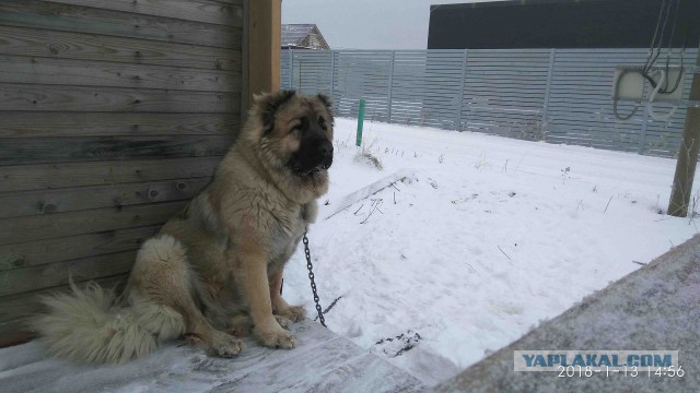 Алабай