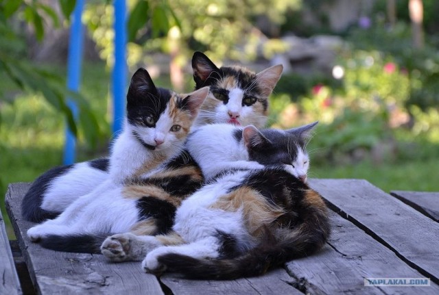 Котовторник на середину июня