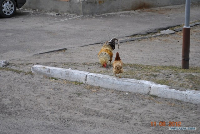 Похождения одной курицы...