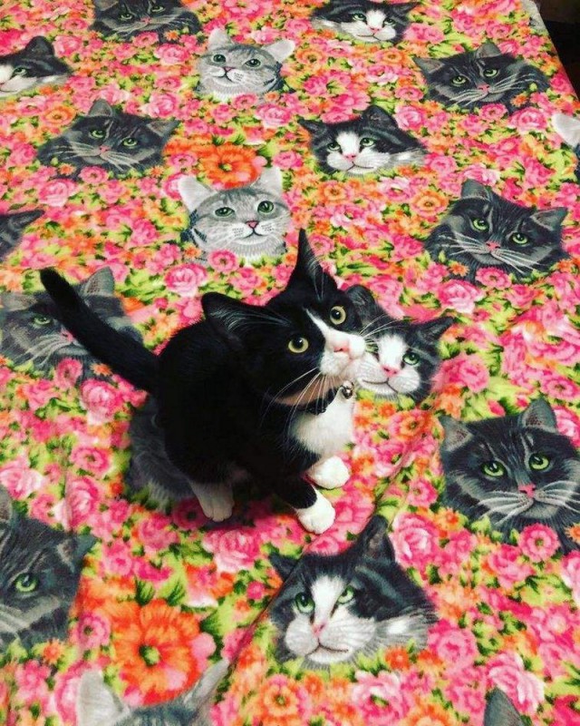 Прикольных котов пост
