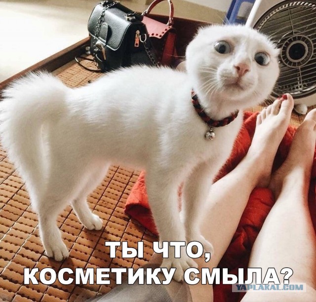 18 котов, которые плевать хотели на законы физики