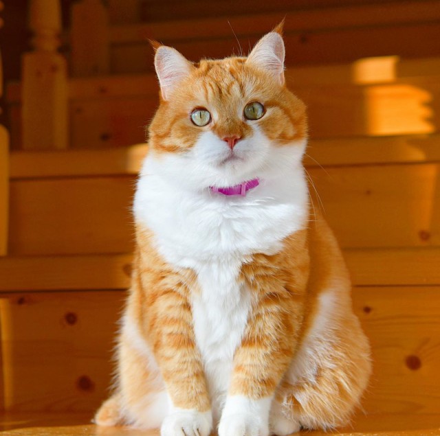 Котовторник однако
