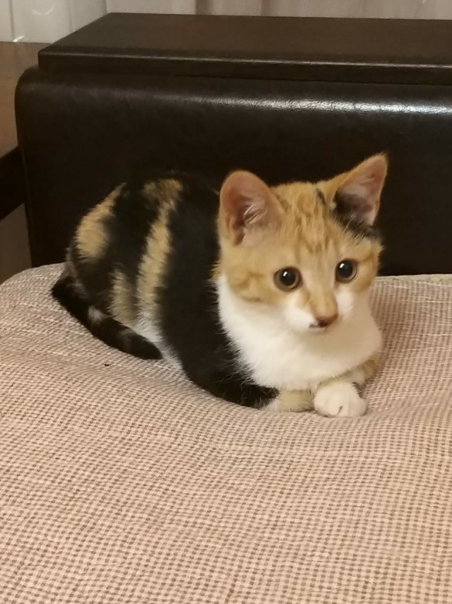 Забавные фото котеек
