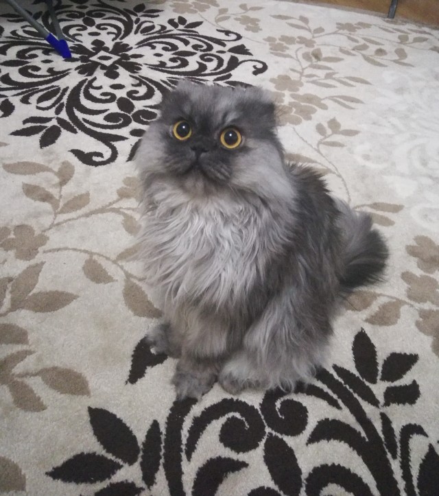 Коты, которые нас порадовали!
