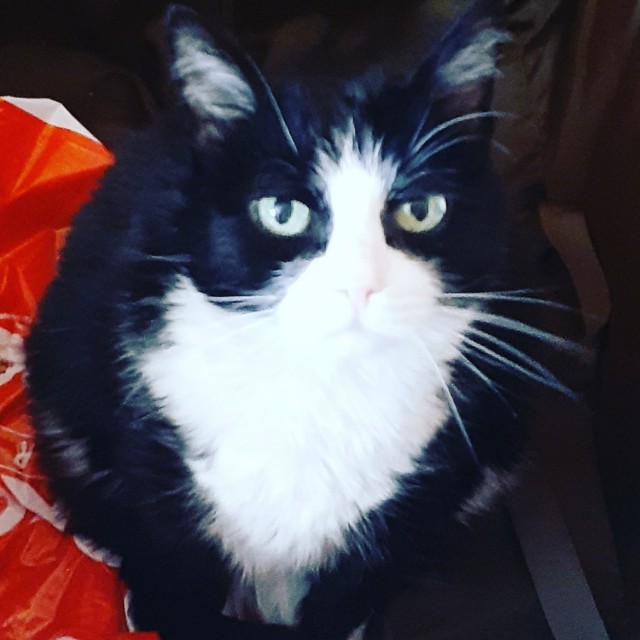 Котовторник