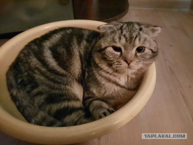 Котовторник же очередной