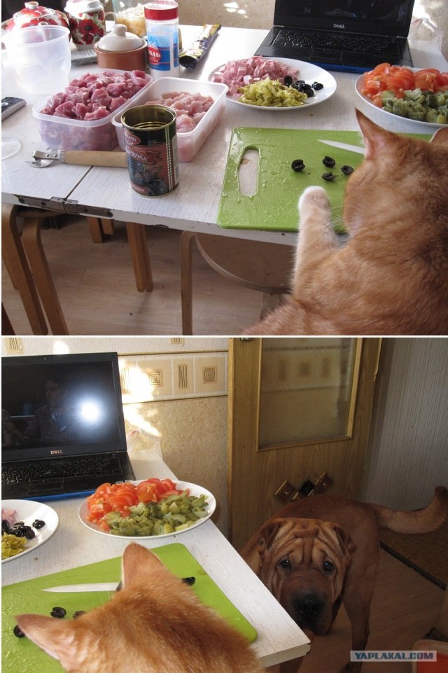 ПИЦЦА
