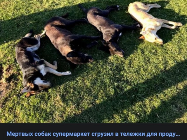 Породы собак, которые так похожи друг на друга